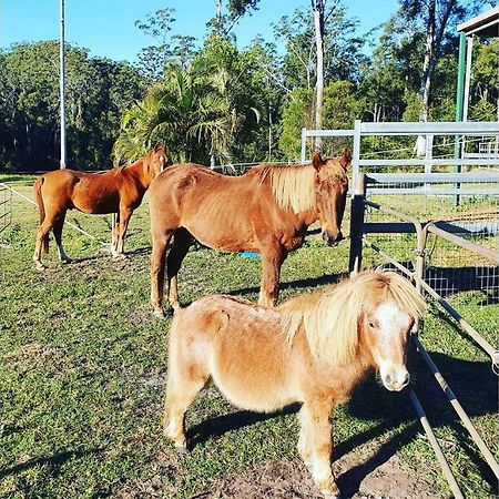 Cabin Country Retreat Paskins Farm Palmwoods Buitenkant foto