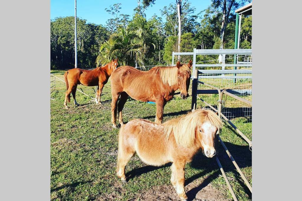 Cabin Country Retreat Paskins Farm Palmwoods Buitenkant foto